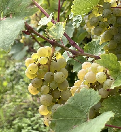 Riesling